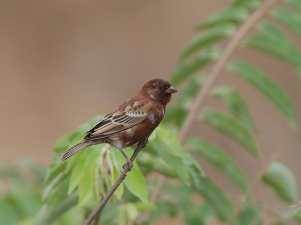 <h3><a href="/trips/tanzania/biota/animalia/chordata/aves/040 passeriformes/113 passeridae/passer eminibey/passer eminibey-nl.html">Passer&nbsp;eminibey</a> / Chestnut&nbsp;sparrow / Kastanjemus</h3>OM-1 Mark II met OLYMPUS M.150-400mm F4.5 TC, 1/2000 sec  bij F5.6, ISO 1000, afstand 17.4&nbsp;m